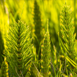 View Weed Control